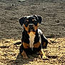 dog, animal, outdoor, sunlight, earth, pet, canine, alert, lying_down, brown, black, tan, fur, nature, ground, daylight, mammal, watchful, companion, resting