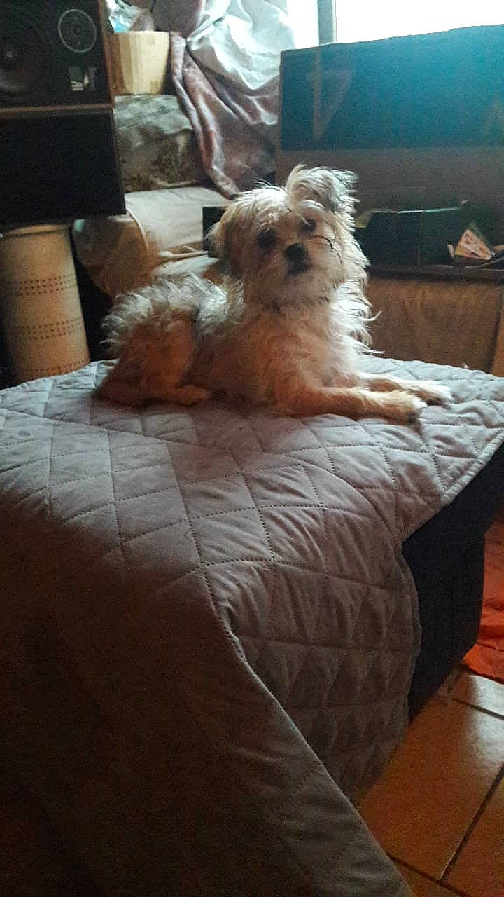 Lady participe au concours pour gagner de l&#x27;argent avec cette photo : canidae, carnivore, companion_dog, dog, dog_breed, furniture, glen_of_imaal_terrier, irish_soft_coated_wheaten_terrier, maltepoo, maltese, mammal, morkie, puppy, rare_breed_dog, schnoodle, shih_tzu, terrier, tibetan_terrier, toy_dog, yorkshire_terrier