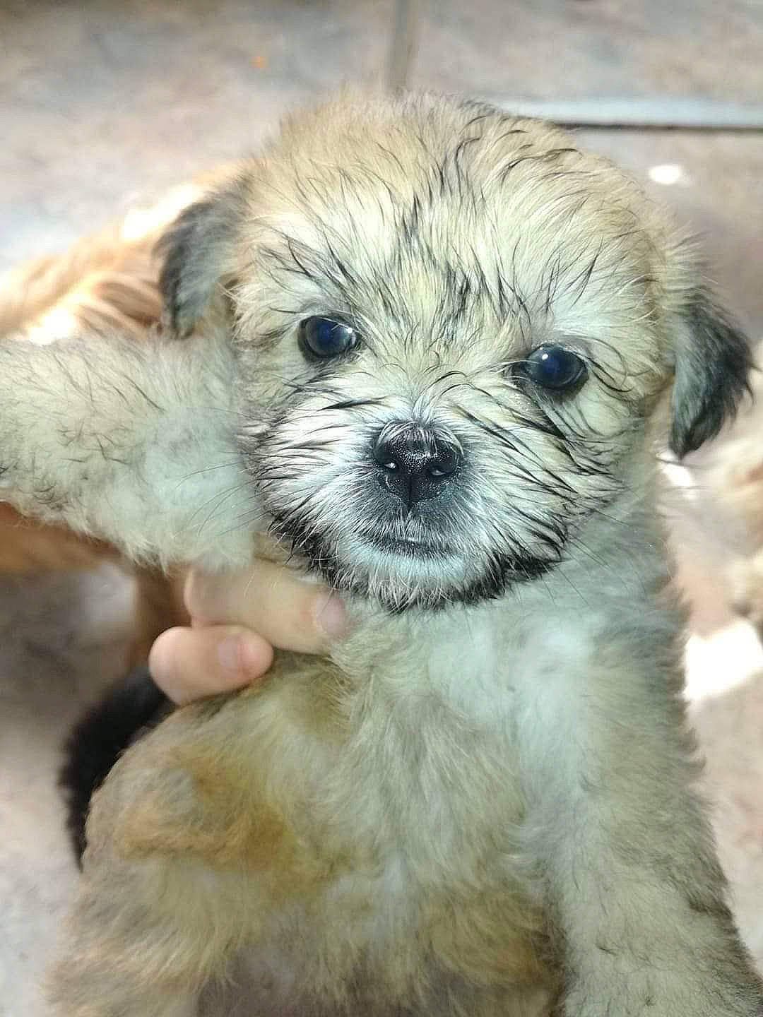 Lady participe au concours pour gagner de l&#x27;argent avec cette photo : bolonka, canidae, carnivore, chinese_imperial_dog, dog, dog_breed, dutch_smoushond, kyi_leo, lowchen, mal_shi, maltepoo, mammal, morkie, pekapoo, poodle_crossbreed, puppy, schnoodle, shih_poo, shih_tzu, vertebrate