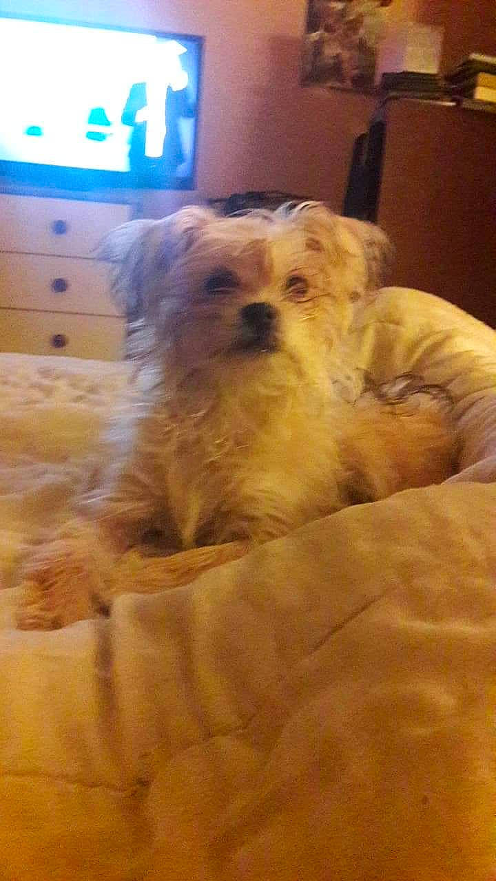 Lady participe au concours pour gagner de l&#x27;argent avec cette photo : bolonka, canidae, carnivore, companion_dog, dog, dog_breed, glen_of_imaal_terrier, lhasa_apso, maltepoo, maltese, mammal, morkie, puppy, rare_breed_dog, schnoodle, shih_tzu, snout, toy_dog, vertebrate, yorkshire_terrier