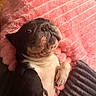 Gotti joined the competition — help win amazing prizes! dog, puppy, cute, pet, black_and_white, blanket, pink_blanket, gray_blanket, fur, paw, face, lying_down, indoor, hand, soft_texture, cozy, animal, companion, resting, adorable