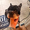 Gotti joined the competition — help win amazing prizes! animal_face, black_and_white, cable, close_up, curious, dog, domestic_animal, domestic_setting, doorway, ear, floor_mat, hand, holding_hand, indoor, paw, pet, small_dog, snout, tattoo, tile_floor