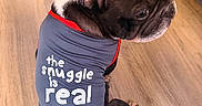 Gotti joined the competition — help win amazing prizes! dog, french_bulldog, pet, sitting, shirt, clothing, floor, wood_floor, indoor, looking_back, black_and_white, snuggle, cute, small_dog, animal, canine, companion, domestic_animal, red_trim, text_on_clothing