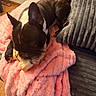 dog, french_bulldog, blanket, couch, bone, chewing, pet, indoor, cozy, brown, white, pink, gray, fur, animal, resting, wooden_floor, snack, relaxing, ears
