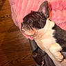 Gotti joined the competition — help win amazing prizes! animal, black_and_white, closeup, cozy, croc_shoe, curious, cute, dog, ear, footwear, french_bulldog, household, indoors, lying_down, pet, pink_blanket, puppy, resting, side_view, wooden_floor