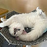 cat, white_cat, blue_eyes, fluffy, basket, indoor, pet, relaxed, curious, feline, cozy, woven_basket, paws, upside_down, fur, home, shelf, plant, wooden, cute