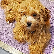 Zazo joined the competition — help win amazing prizes! animal, calm, canine, companion, cozy, cute, cute_pet, dog, domestic, floor, fluffy, fur, golden, home, indoor, laying, pet, purple_rug, relaxed, resting