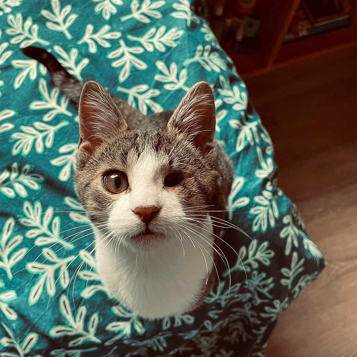 Zen participe au concours pour gagner de l'argent avec cette photo : cat, one-eyed, pet, animal, whiskers, curious, indoor, blanket, patterned, blue, feline, cute, looking_up, tabby, white_fur, ears, tail, floor, wooden_floor, household