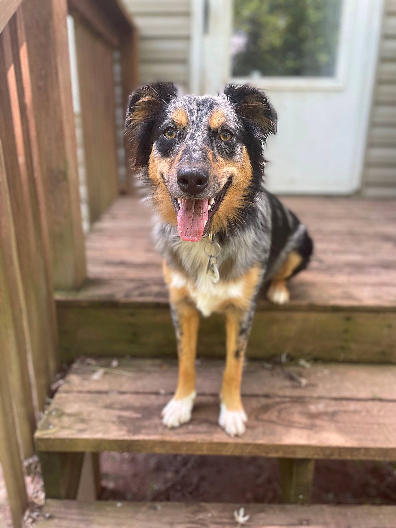 Mars is registered to the contest to win money with this photo: australian_cattle_dog, canidae, carnivore, companion_dog, dog, dog_breed, door, fur, guard_dog, hardwood, herding_dog, plant, snout, sporting_group, tree, whiskers, window, wood, working_dog