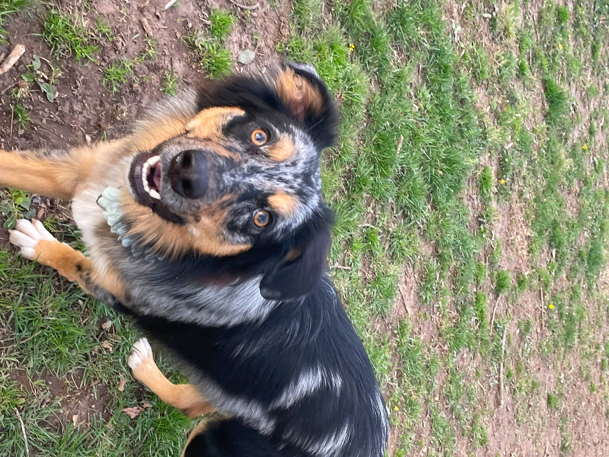 Mars joined the competition — help win amazing prizes! canidae, carnivore, collar, companion_dog, dog, dog_breed, dog_collar, fur, grass, guard_dog, herding_dog, hunting_dog, paw, plant, rottweiler, sporting_group, terrestrial_animal, whiskers, working_animal, working_dog