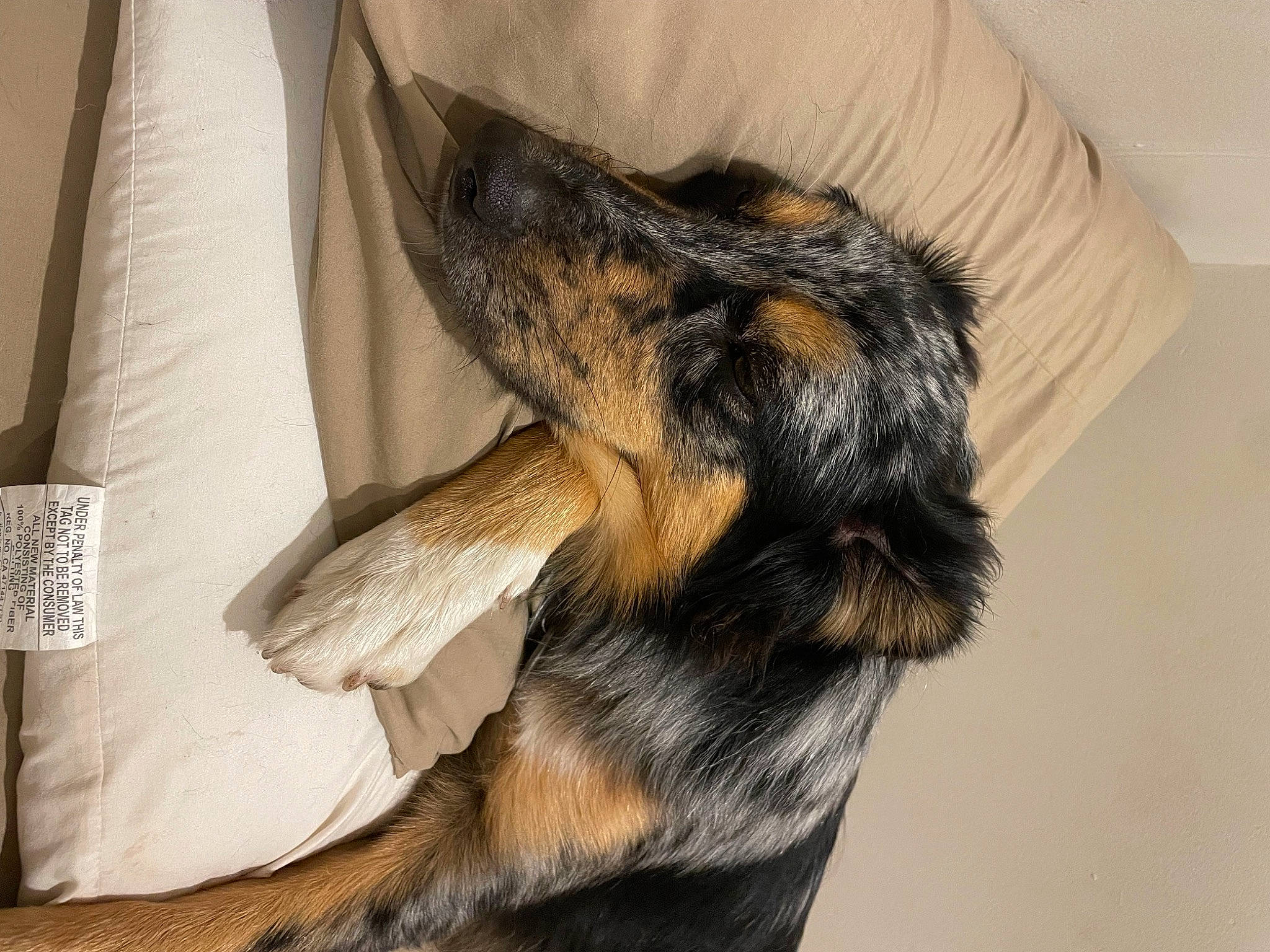 Mars is registered to the contest to win money with this photo: canidae, carnivore, claw, comfort, companion_dog, dog, dog_breed, ear, fur, guard_dog, liver, paw, pillow, snout, sporting_group, whiskers, working_dog