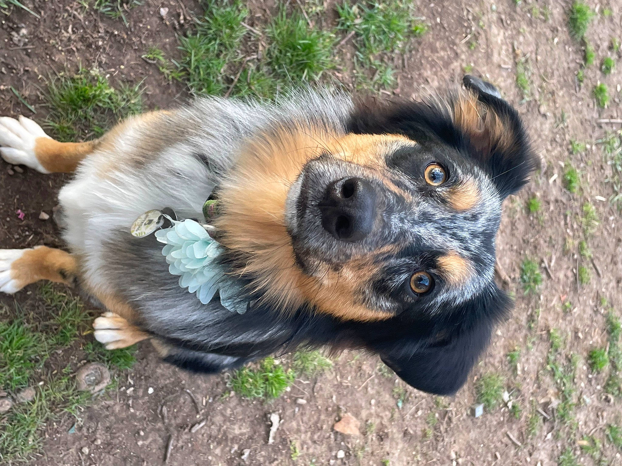 Mars joined the competition — help win amazing prizes! australian_cattle_dog, canidae, carnivore, companion_dog, dog, dog_breed, fur, grass, herding_dog, paw, plant, puppy, soil, sporting_group, street_dog, terrestrial_animal, whiskers, wildlife, working_dog