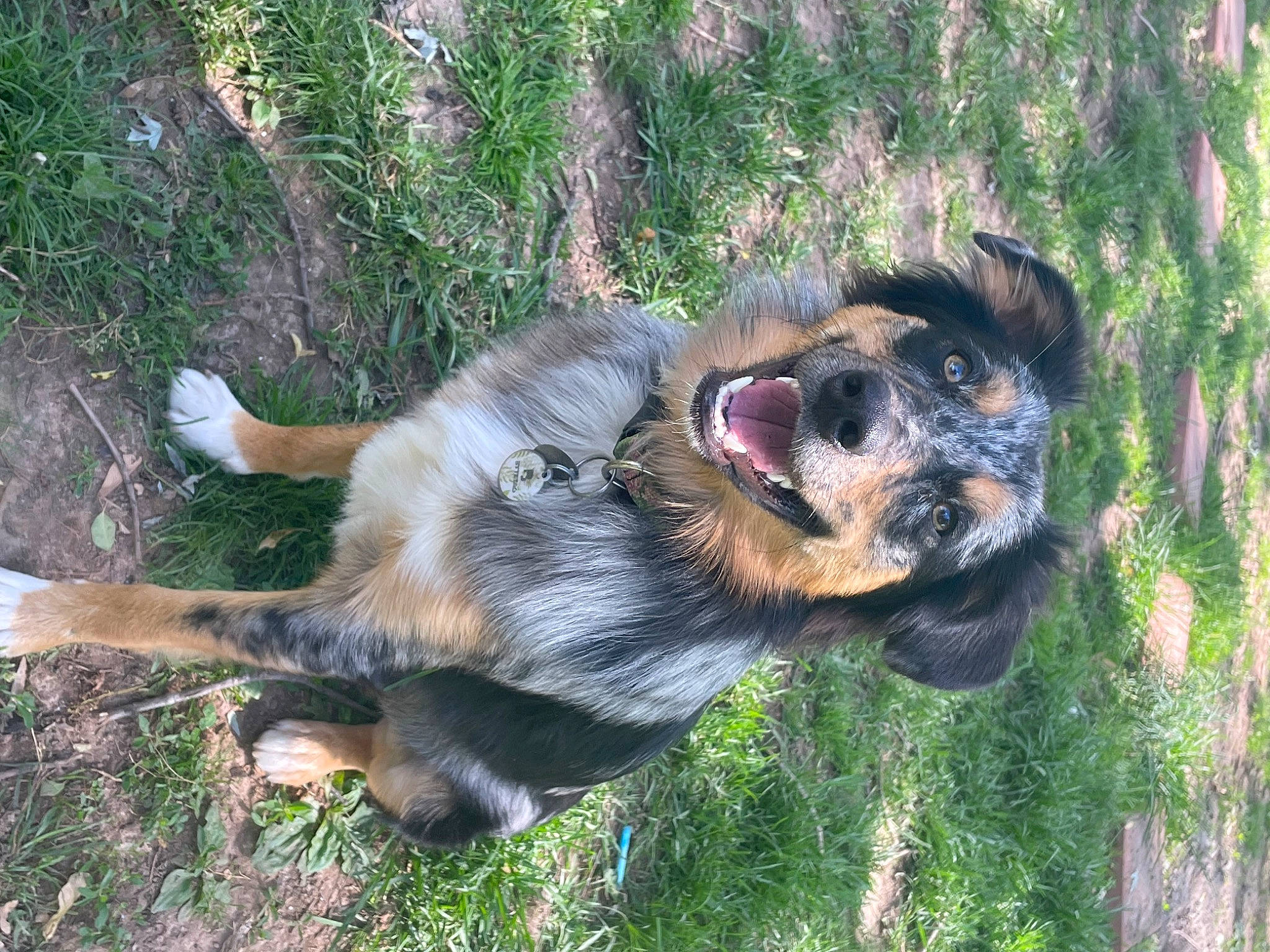 Mars joined the competition — help win amazing prizes! canidae, carnivore, companion_dog, dog, dog_breed, fawn, fur, grass, guard_dog, hunting_dog, plant, snout, sporting_group, terrestrial_animal, working_animal, working_dog