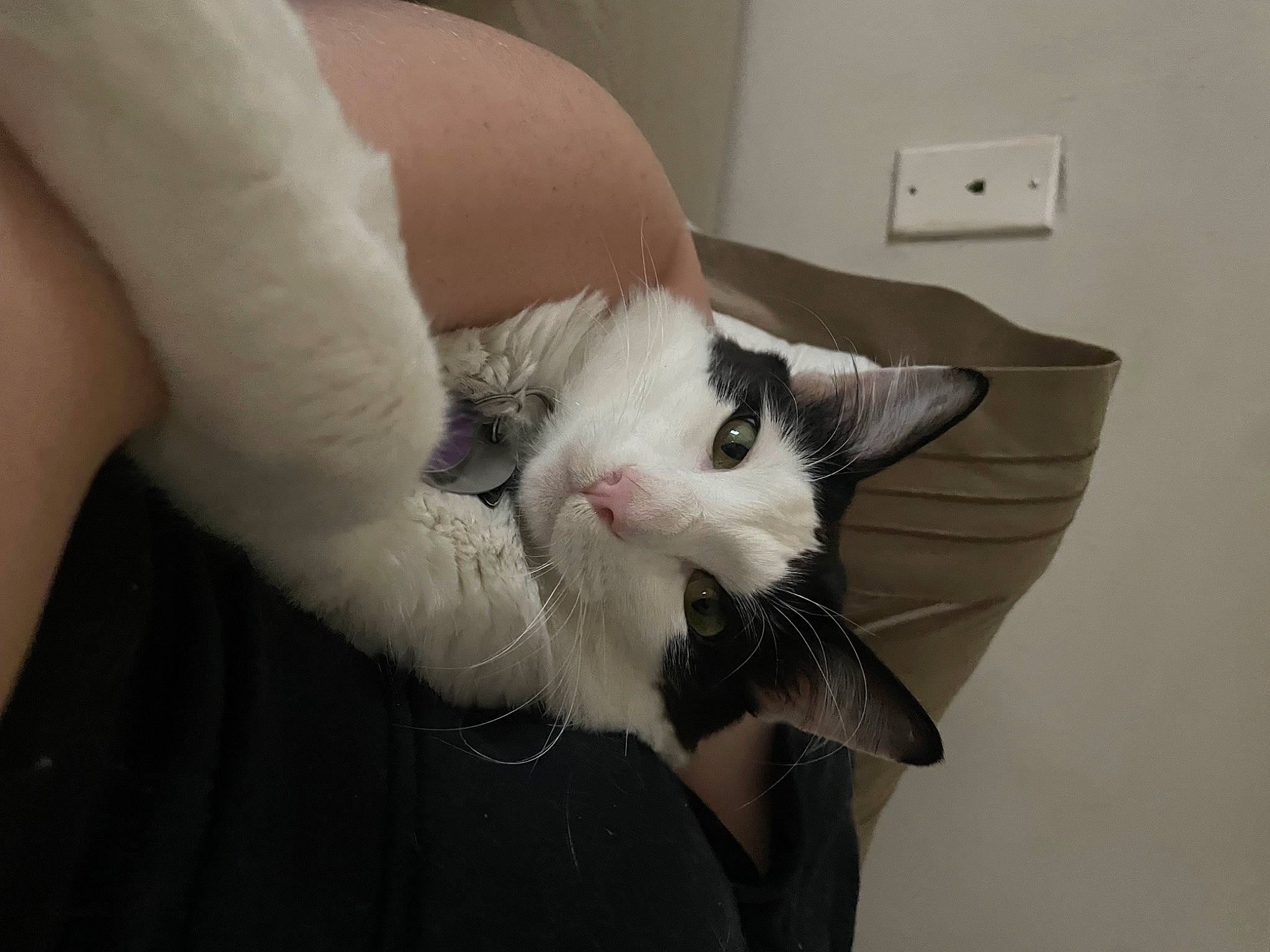 Mooshu joined the competition — help win amazing prizes! carnivore, cat, claw, comfort, domestic_short_haired_cat, ear, fang, felidae, fur, light_switch, nail, paw, power_plugs_and_sockets, small_to_medium_sized_cats, snout, tail, wall_plate, wall_socket, whiskers, white