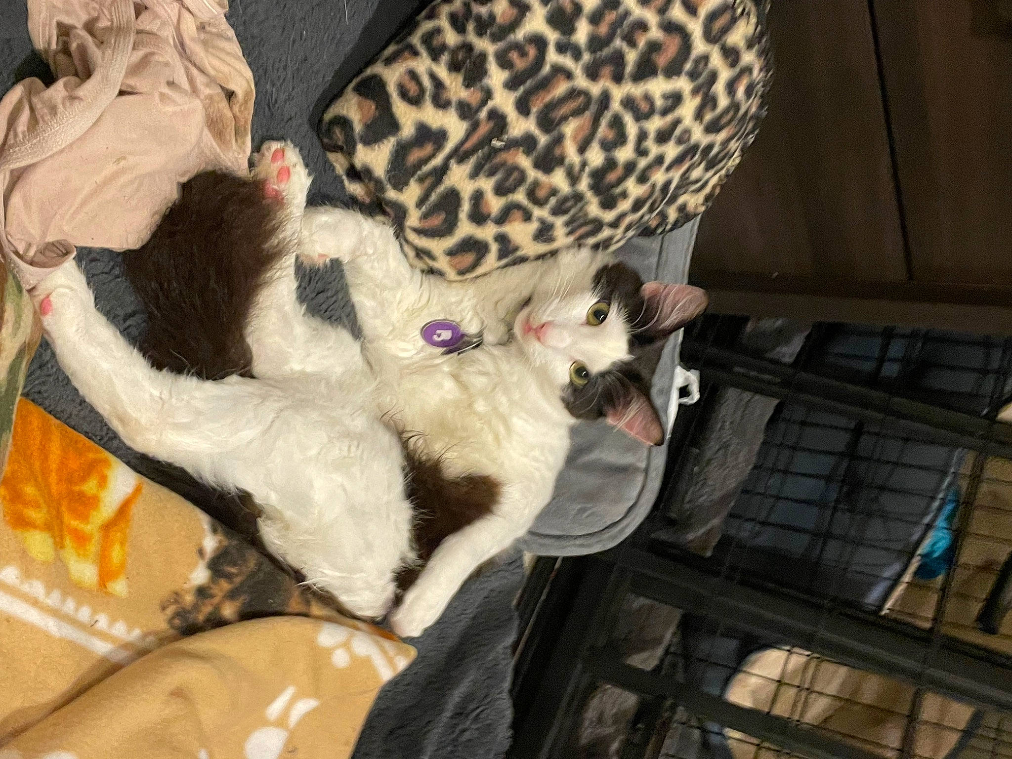 Mooshu joined the competition — help win amazing prizes! african_leopard, big_cats, carnivore, cheetah, comfort, companion_dog, dog_breed, fawn, felidae, fur, jaguar, leopard, small_to_medium_sized_cats, snow_leopard, stuffed_toy, tail, terrestrial_animal, toy, whiskers, window