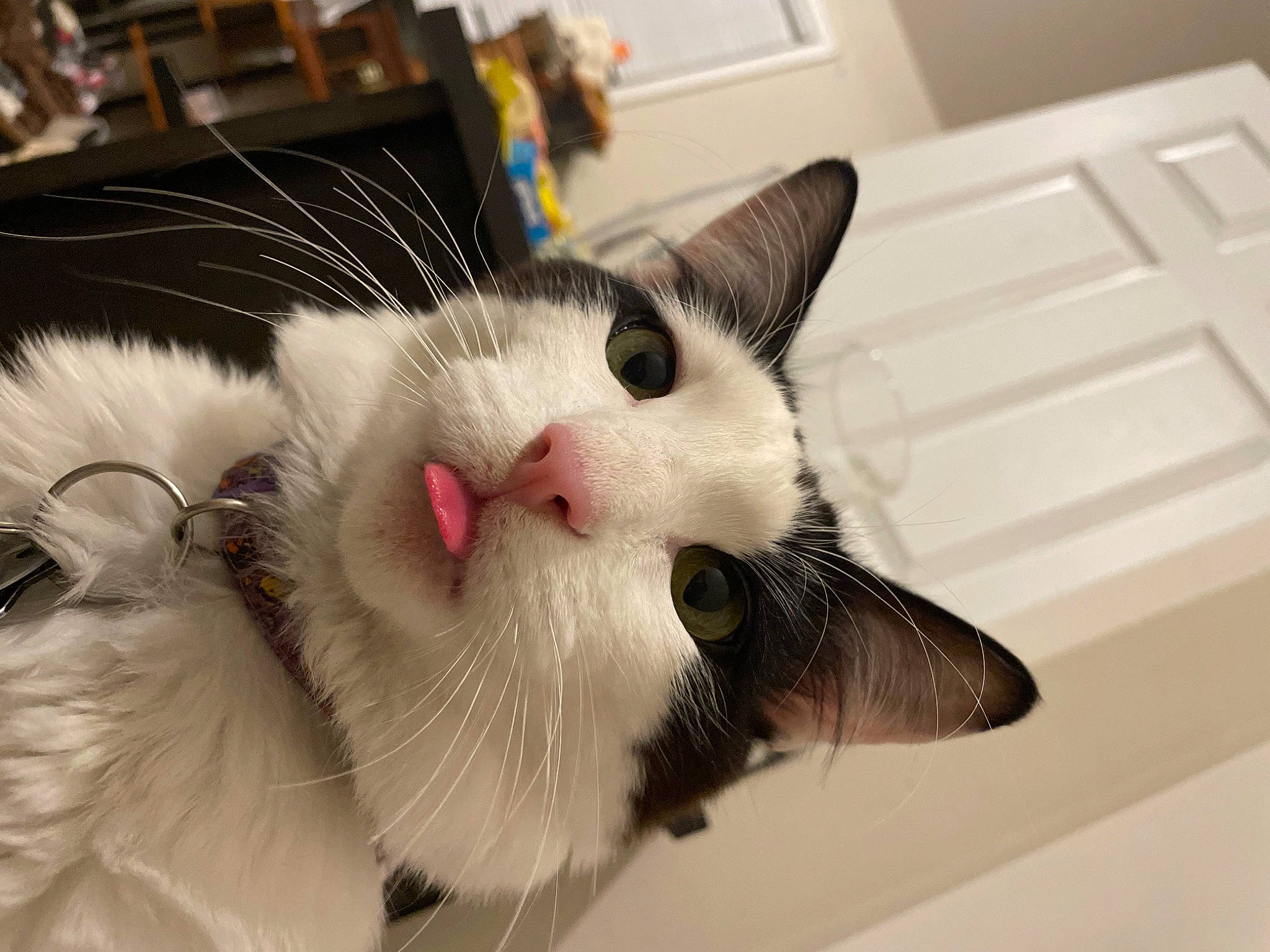 Mooshu joined the competition — help win amazing prizes! carnivore, cat, claw, comfort, domestic_short_haired_cat, felidae, foot, fur, paw, small_to_medium_sized_cats, snout, tail, whiskers