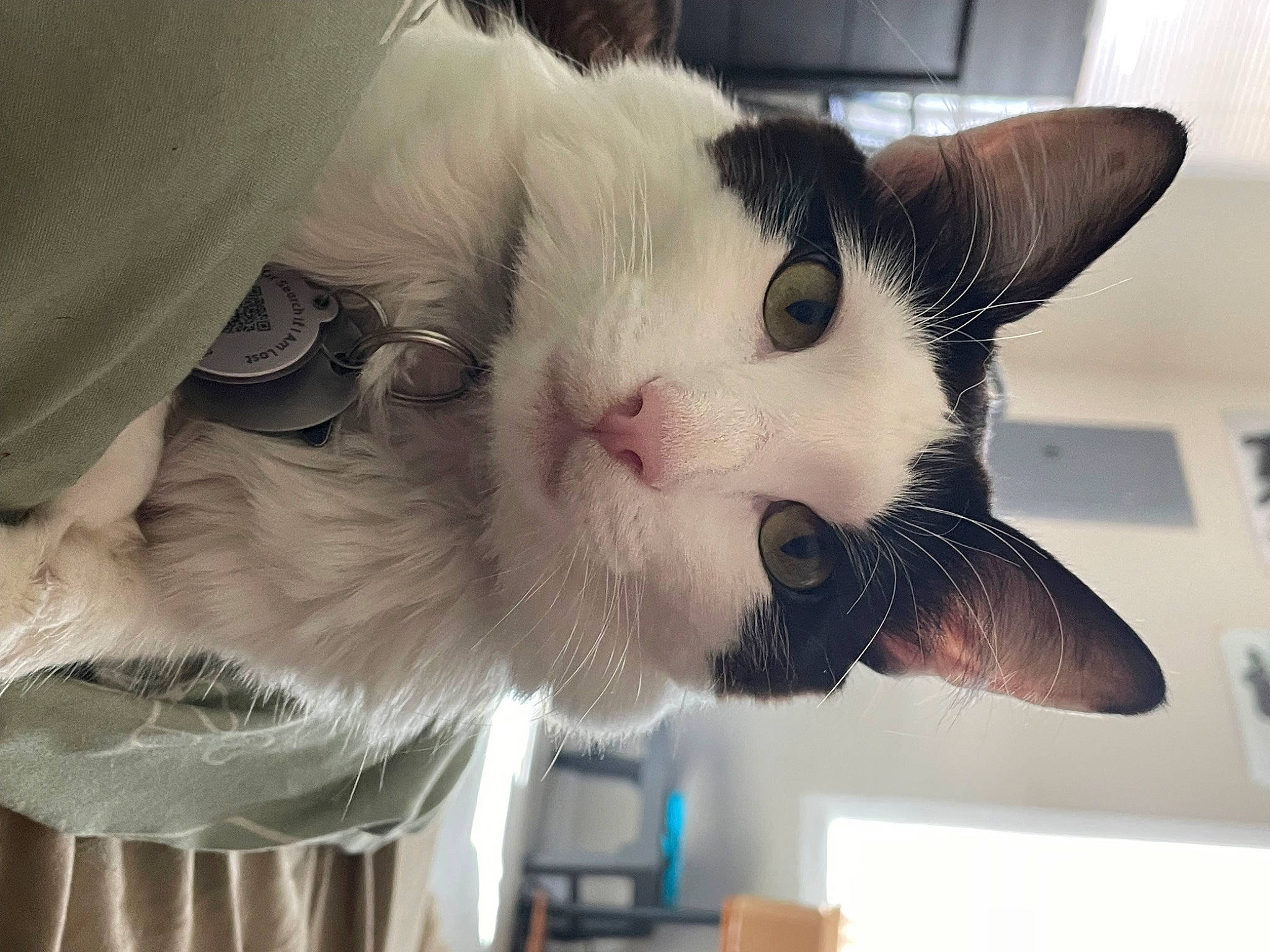 Mooshu is registered to the contest to win money with this photo: carnivore, cat, claw, comfort, domestic_short_haired_cat, ear, eye, felidae, fur, jaw, nap, paw, small_to_medium_sized_cats, snout, tail, whiskers, window