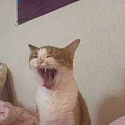 Mocha joined the competition — help win amazing prizes! cat, yawning, orange_and_white, pet, indoor, bed, blanket, feline, animal, cute, relaxed, fur, whiskers, tongue, teeth, home, cozy, flag, wall, sleepy