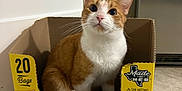 Mocha is registered to the contest to win money with this photo: cat, orange_cat, white_cat, cardboard_box, potato_chip_box, kitchen_floor, tile_floor, cabinet, appliance, indoor, pet, curious, sitting, looking_up, whiskers, ears, feline, domestic_cat, household, box