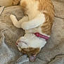 Mocha is registered to the contest to win money with this photo: cat, orange_and_white, sleeping, collar, indoor, blanket, cozy, fur, pet, relaxed, cute, domestic_cat, feline, resting, soft_texture, animal, whiskers, nap, claws, ears