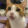 Mocha is registered to the contest to win money with this photo: cat, orange_and_white, close_up, indoor, curious, wide_eyes, pink_nose, whiskers, tongue_out, pet, feline, household, blurred_background, chair, lights, fur, cute, animal, domestic