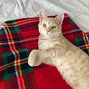 Groot joined the competition — help win amazing prizes! cat, tabby, light_orange, plaid_blanket, red, green, white_bedspread, relaxed, lying_down, paws, feline, pet, indoor, cozy, cute, animal, fur, whiskers, ears, bedroom