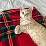 cat, tabby, light_orange, plaid_blanket, red, green, white_bedspread, relaxed, lying_down, paws, feline, pet, indoor, cozy, cute, animal, fur, whiskers, ears, bedroom