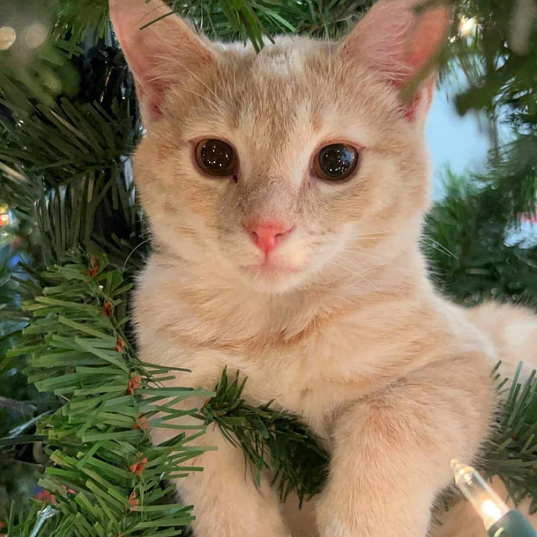 Groot joined the competition — help win amazing prizes! animal, cat, christmas_lights, christmas_tree, close_up, cream_colored_cat, curious, cute, decorations, eyes, festive, fur, greenery, holiday, indoor, nature, pet, pink_nose, tree_branches, whiskers