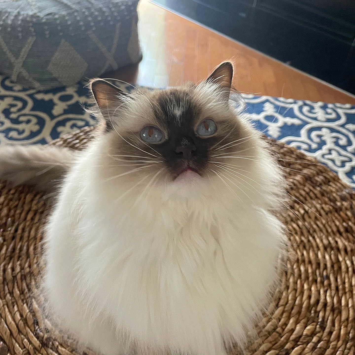 Ruby joined the competition — help win amazing prizes! animal, blue_eyes, cat, cozy, cute, domestic, ears, feline, fluffy, home, indoor, looking_up, natural_light, pet, rug, sitting, soft_fur, whiskers, wooden_floor, woven_placemat