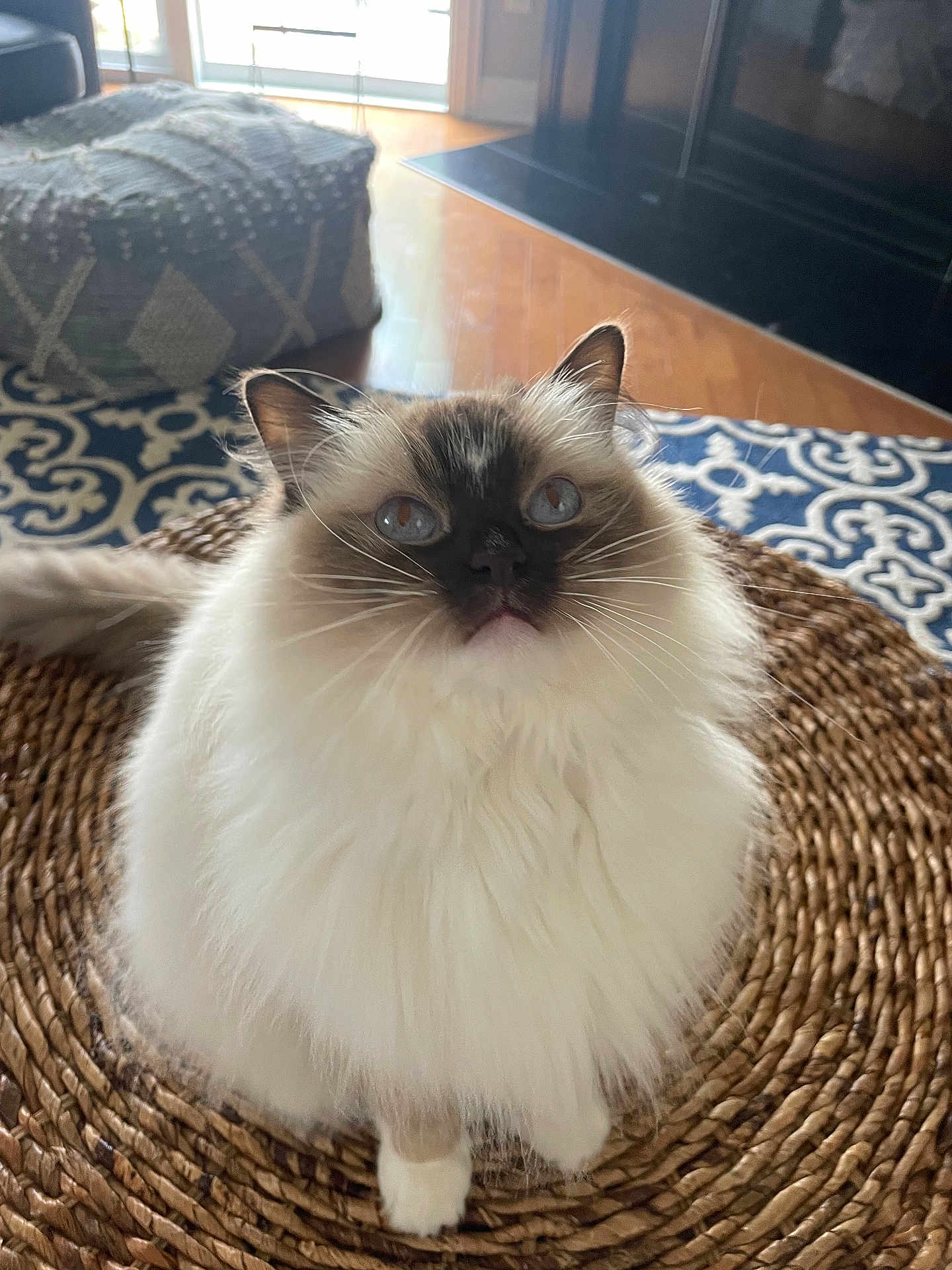 Ruby joined the competition — help win amazing prizes! cat, fluffy, blue_eyes, indoor, woven_placemat, rug, wooden_floor, natural_light, pet, animal, feline, whiskers, ears, looking_up, cozy, home, domestic, cute, soft_fur, sitting
