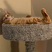 Ginger joined the competition — help win amazing prizes! animal, carpeted, cat, cat_tree, cozy, cute, ears, feline, fur, indoor, orange_cat, paw, pet, relaxed, resting, sleepy, stretching, tabby, tail, whiskers