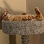 animal, carpeted, cat, cat_tree, cozy, cute, ears, feline, fur, indoor, orange_cat, paw, pet, relaxed, resting, sleepy, stretching, tabby, tail, whiskers