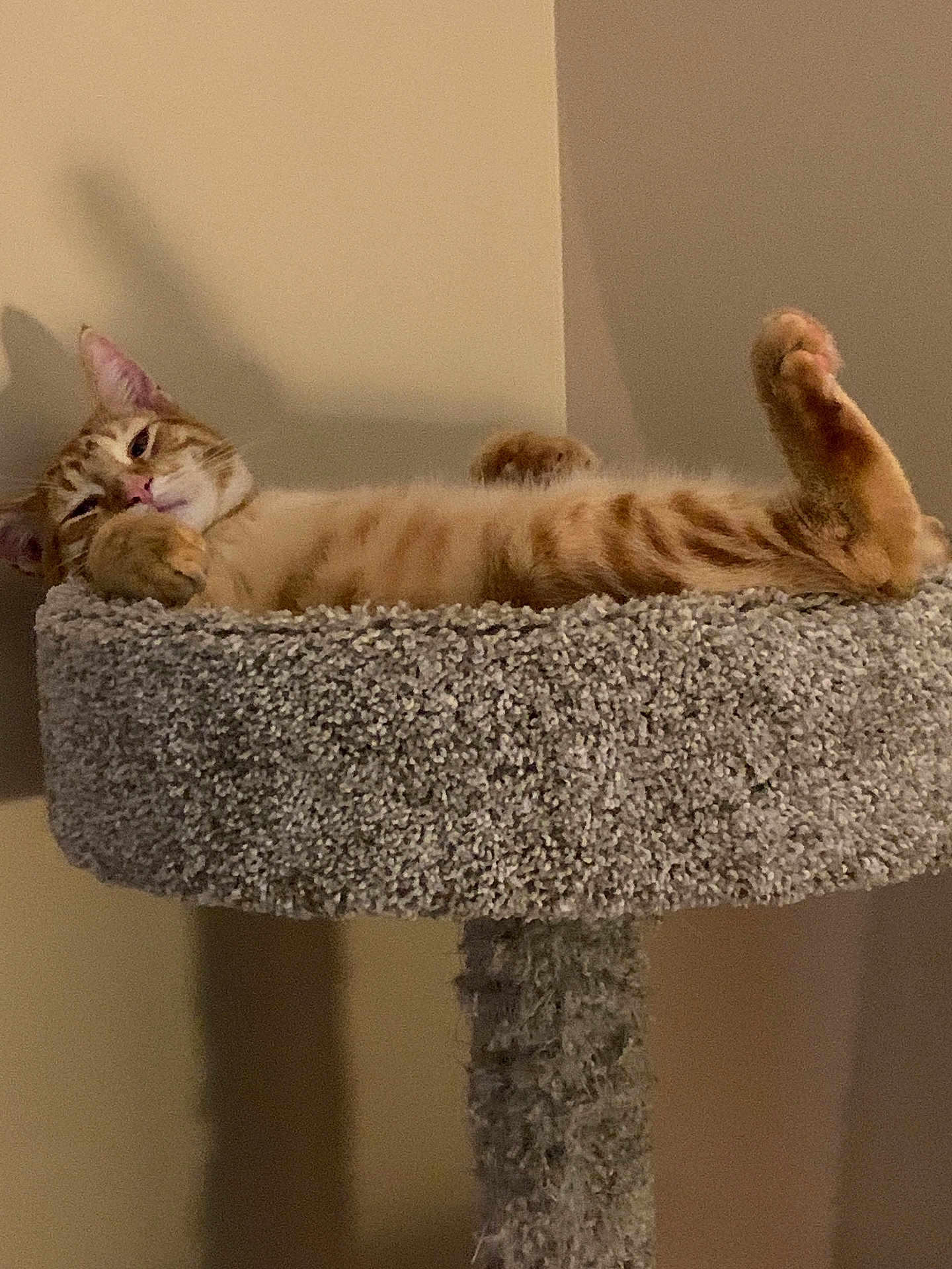 Ginger
