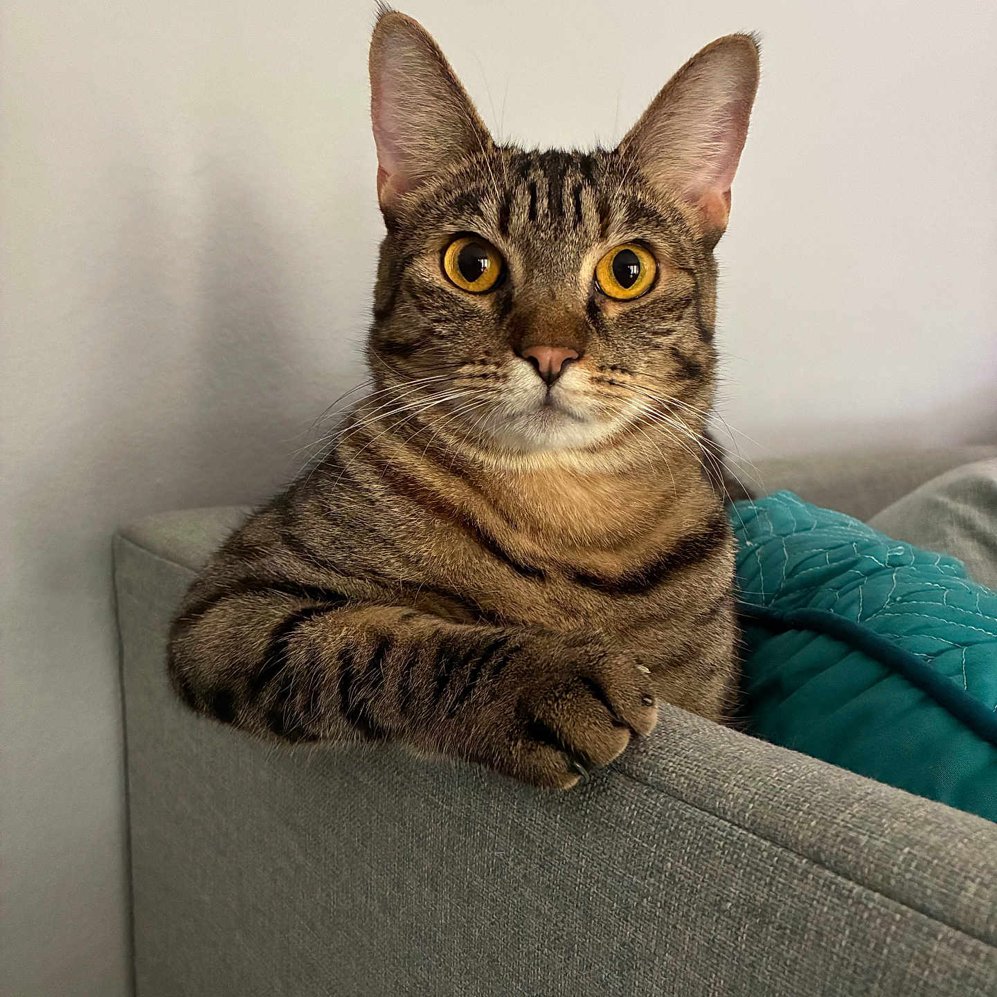 Koshka