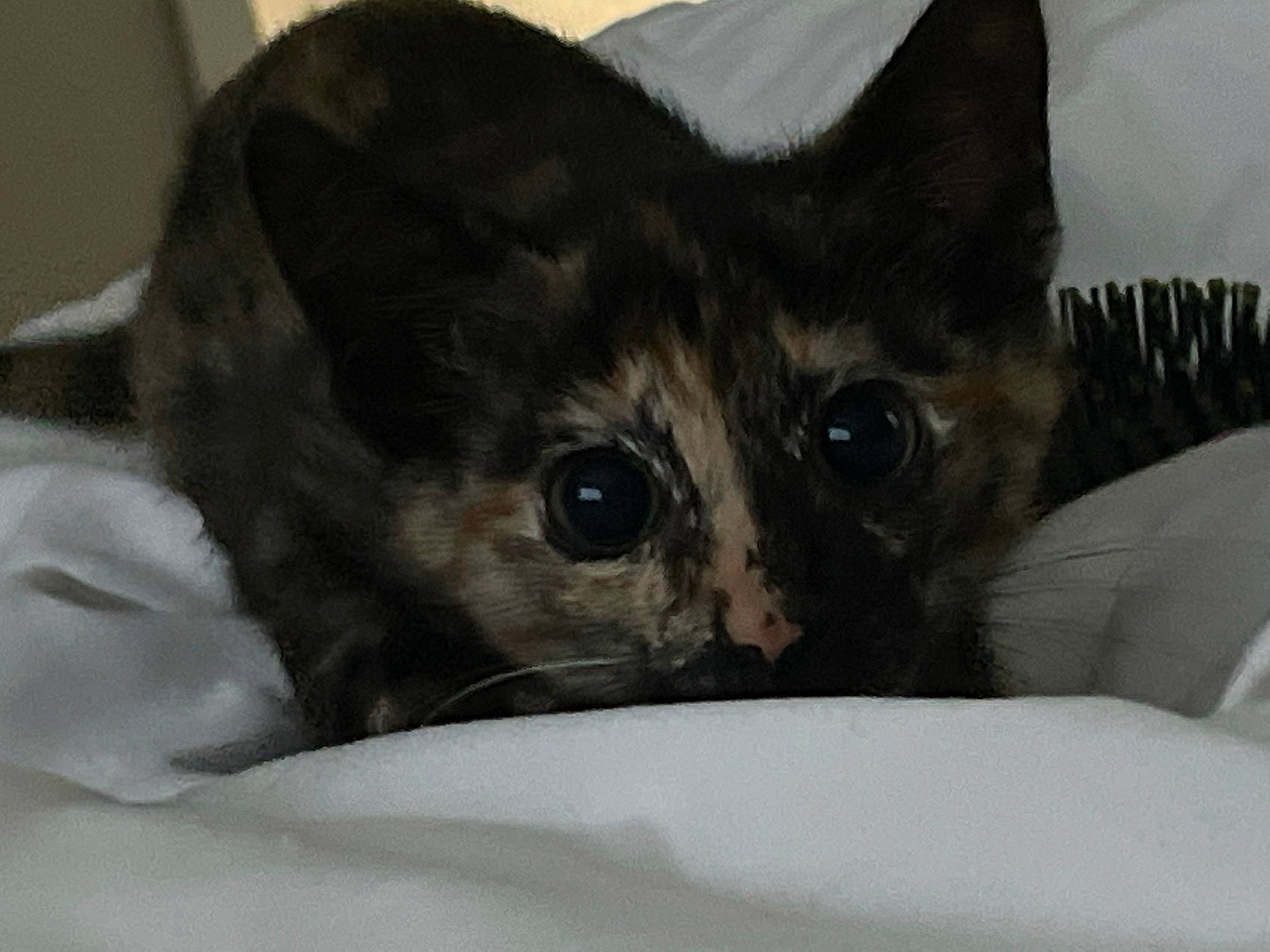 Meow Meow joined the competition — help win amazing prizes! carnivore, cat, cat_supply, comfort, domestic_short_haired_cat, ear, eye, fawn, felidae, fur, grey, linens, paw, small_to_medium_sized_cats, snout, terrestrial_animal, whiskers