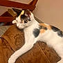 cat, calico_cat, lounging, sleeping, couch, armrest, indoor, furniture, relaxed, pet, animal, cozy, wooden_stairs, brown, white, orange, black, fur, resting, comfortable