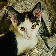 Loute a rejoint le concours — aidez-le/la à gagner de superbes lots ! animal, blanket, calico, cat, closeup, cozy, curious, cute, ears, eyes, feline, fur, indoor, kitten, mammal, pet, resting, soft, whiskers, young