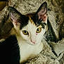 cat, kitten, calico, animal, pet, fur, whiskers, ears, eyes, blanket, soft, cozy, indoor, cute, feline, mammal, resting, curious, closeup, young