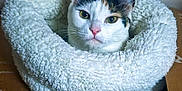 Loute a rejoint le concours — aidez-le/la à gagner de superbes lots ! animal, bed, cardboard, cat, closeup, cozy, curious, cute, domestic, ears, face, fluffy, fur, indoor, looking, pet, resting, soft, whiskers, white