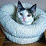 cat, pet, animal, face, fur, ears, whiskers, bed, cozy, fluffy, white, soft, indoor, looking, curious, closeup, resting, cardboard, cute, domestic