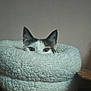 cat, peeking, cozy_bed, fluffy, white, cardboard_box, indoor, pet, curious, feline, ears, eyes, soft_texture, resting, cute, domestic_animal, warm, home, snug, animal