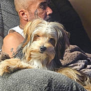 Milo joined the competition — help win amazing prizes! dog, man, armchair, blanket, tattoo, bald, indoor, pet, relaxing, furry, closeup, comfort, seated, side_profile, living_room, domestic_animal, casual, fur, portrait, cozy