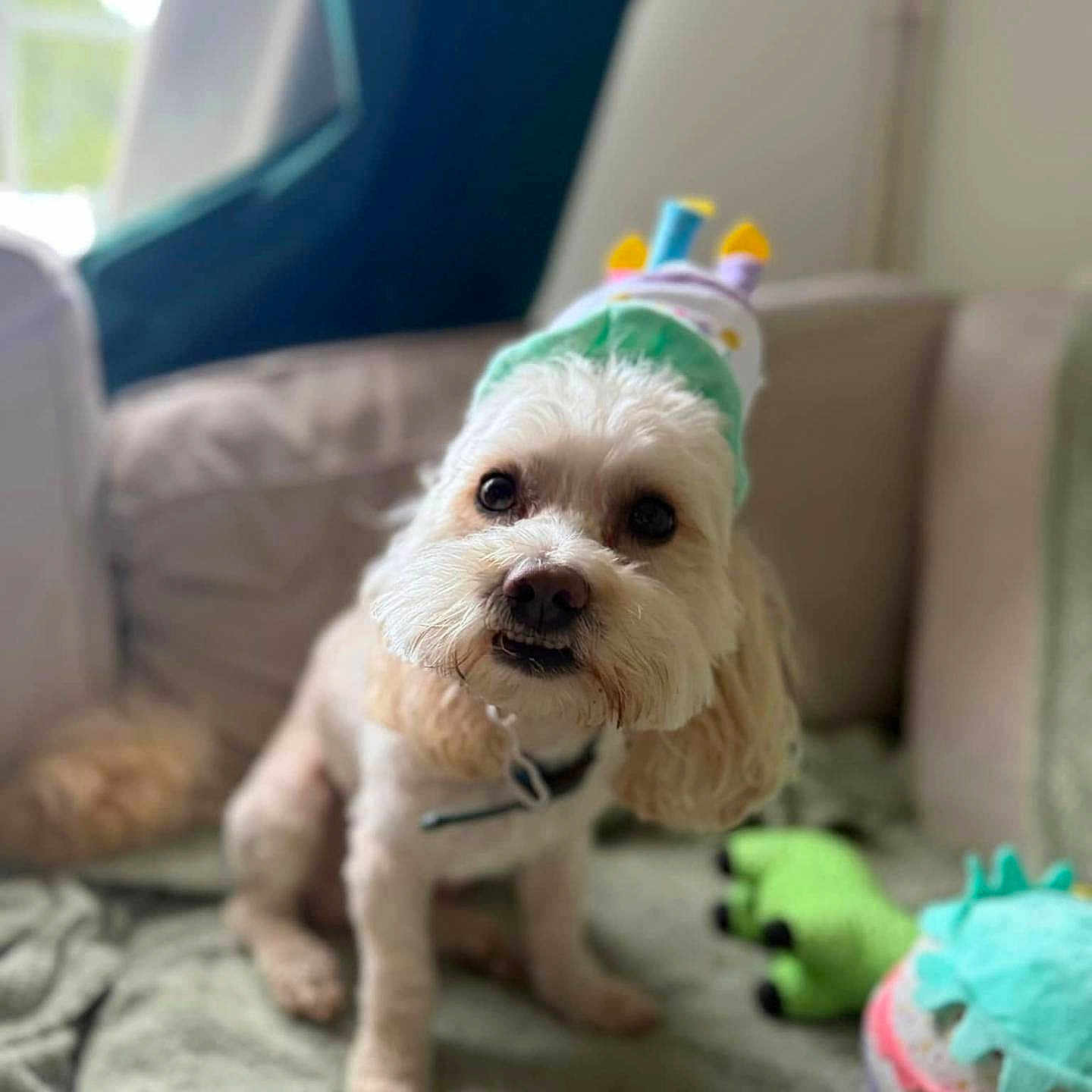 Milo joined the competition — help win amazing prizes! animal, cake, canine, clothing, cream, cupcake, cushion, dessert, dog, dogbed, food, hat, homedecor, icing, pet, poodle, puppy, terrier, whitedog