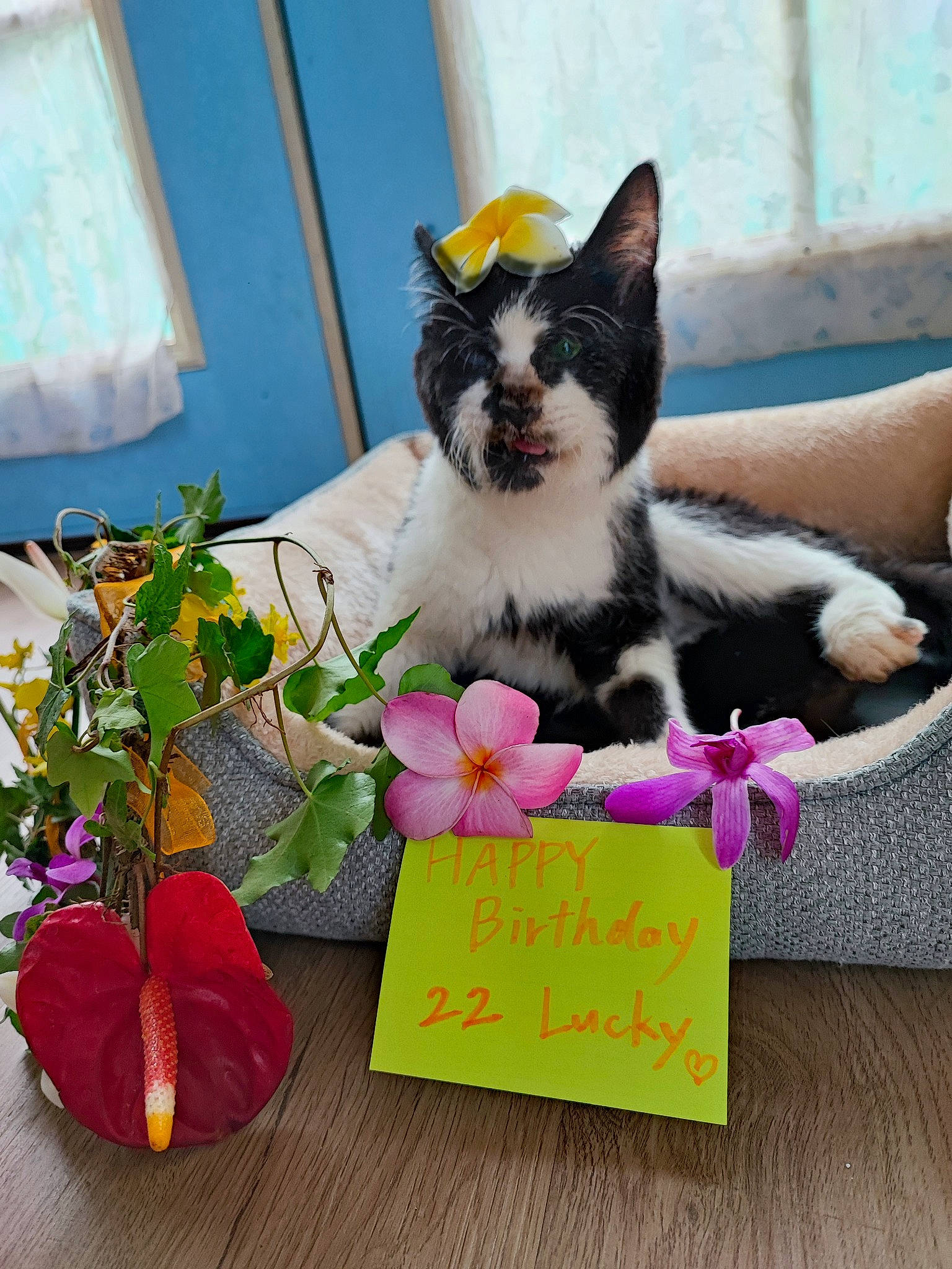 Lucky joined the competition — help win amazing prizes! artificial_flower, carnivore, cat, companion_dog, cut_flowers, felidae, floral_design, flower, flower_arranging, fur, handwriting, happy, petal, plant, post_it_note, small_to_medium_sized_cats, table, tail, whiskers, window