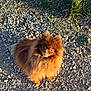 dog, pomeranian, small_dog, pet, fur, fluffy, brown, outdoors, gravel, grass, sunlight, looking_up, portrait, sitting, paws, cute, companion, animal, canine, long_hair