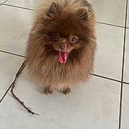 Uno a rejoint le concours — aidez-le/la à gagner de superbes lots ! dog, pomeranian, small_dog, fluffy, brown, tongue_out, happy, pet, indoor, tiled_floor, stick, sitting, fur, close_up, portrait, eyes, paws, home, playful, companion