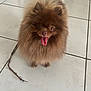 dog, pomeranian, small_dog, fluffy, brown, tongue_out, happy, pet, indoor, tiled_floor, stick, sitting, fur, close_up, portrait, eyes, paws, home, playful, companion