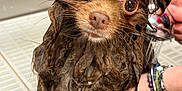 Uno a rejoint le concours — aidez-le/la à gagner de superbes lots ! dog, wet_dog, bathing, bathtub, grooming, water, wet_fur, hand, bracelet, shower_head, tiles, close_up, big_eyes, brown_fur, expression, pet, indoors, looking_at_camera, bath_time, paws