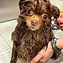 dog, wet_dog, bathing, bathtub, grooming, water, wet_fur, hand, bracelet, shower_head, tiles, close_up, big_eyes, brown_fur, expression, pet, indoors, looking_at_camera, bath_time, paws
