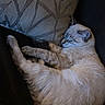 Ghost is registered to the contest to win money with this photo: cat, sleeping, cozy, fluffy, pillow, indoor, resting, feline, domestic_animal, pet, fur, relaxation, home, cute, animal, mammal, whiskers, nap, soft, comfort